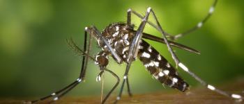 Zika Virus Mosquito