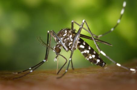 Zika Virus Mosquito
