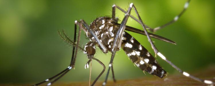 Zika Virus Mosquito