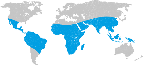 Polio Map