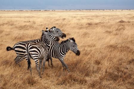 Zebras in African landscape