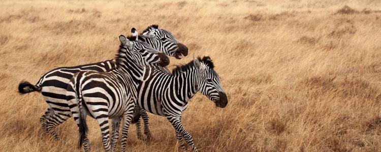 Zebras in African landscape