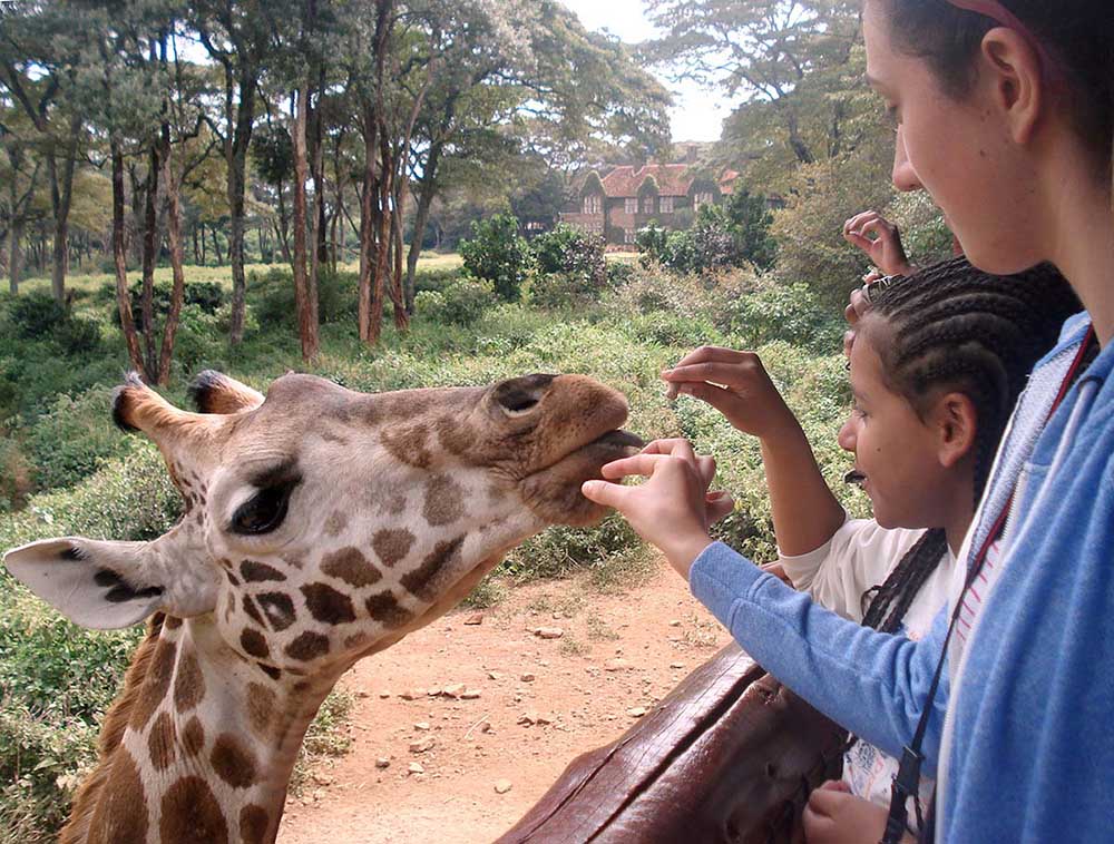 Two children feeding a Giraffe