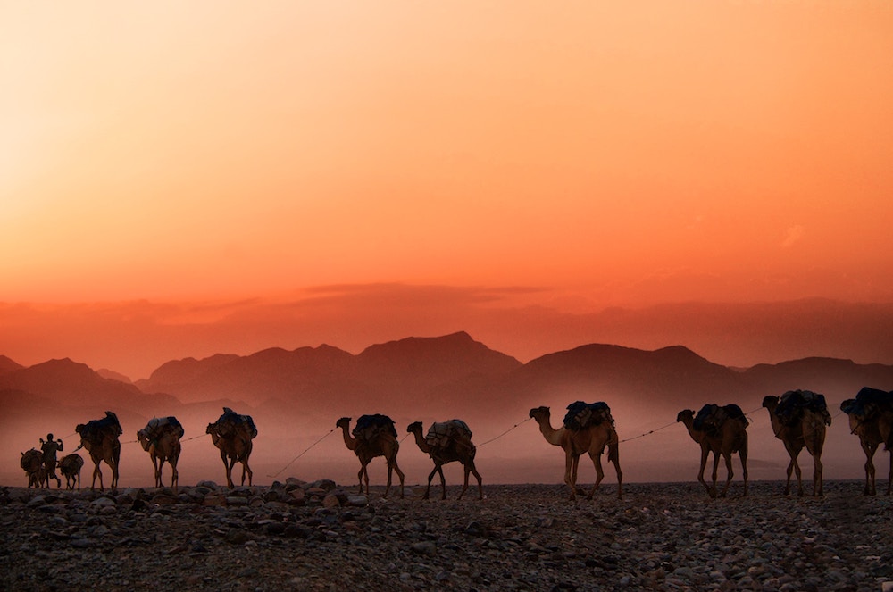 A group of camel in Ethiopia walk in front of the sunset