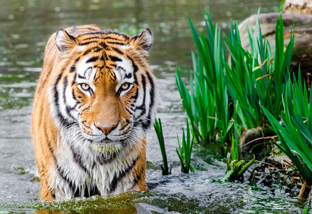 Tiger walking through water looking at the camera