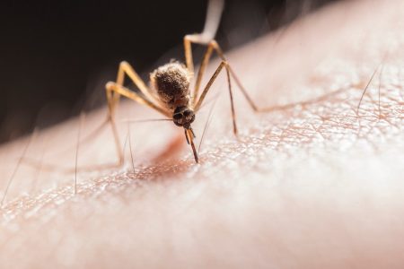 Mosquito biting a persons skin