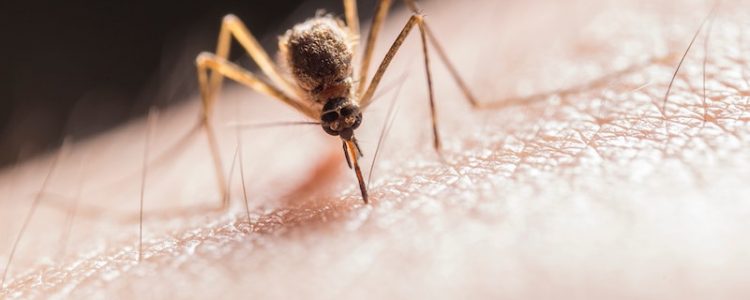 Mosquito biting a persons skin