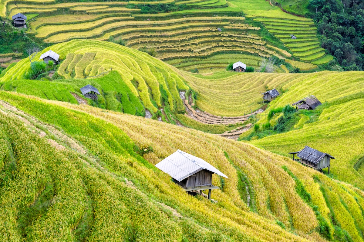 Green farmland in Vietnam