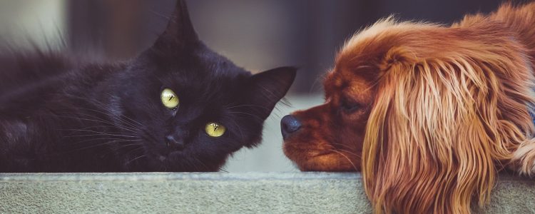 does the coronavirus affect animals like cats and dogs