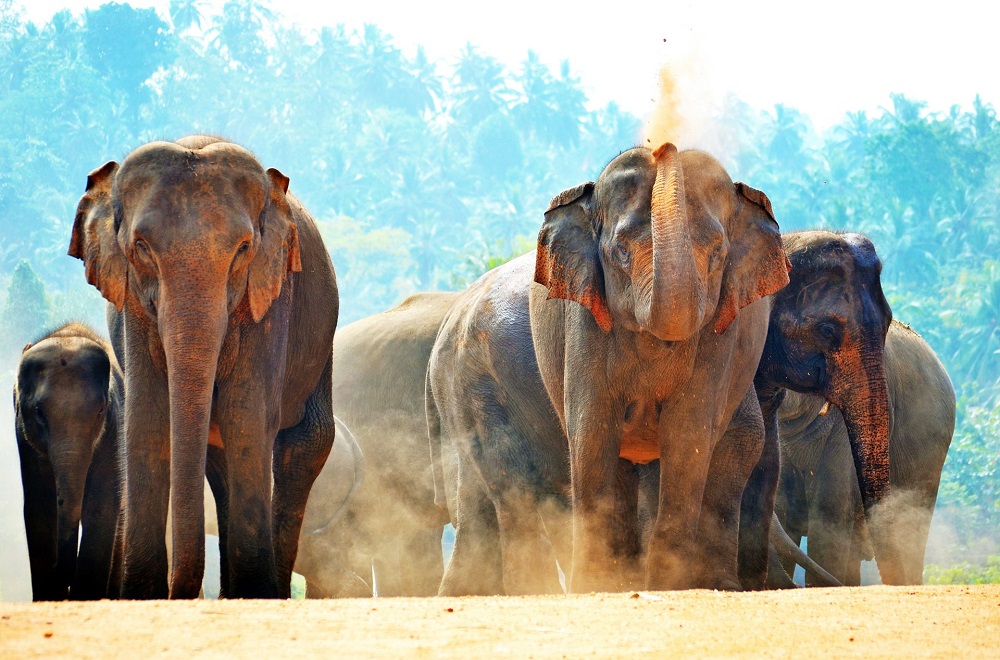 Elephants walking together in Sri Lanka