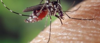 Mosquito biting into skin