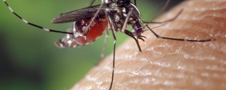 Mosquito biting into skin