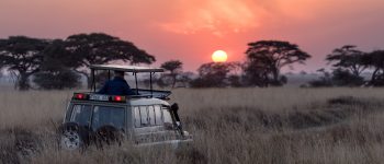 Safari vehicle driving through african bush with the sun setting behind