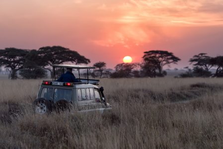 Safari vehicle driving through african bush with the sun setting behind