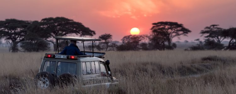 Safari vehicle driving through african bush with the sun setting behind