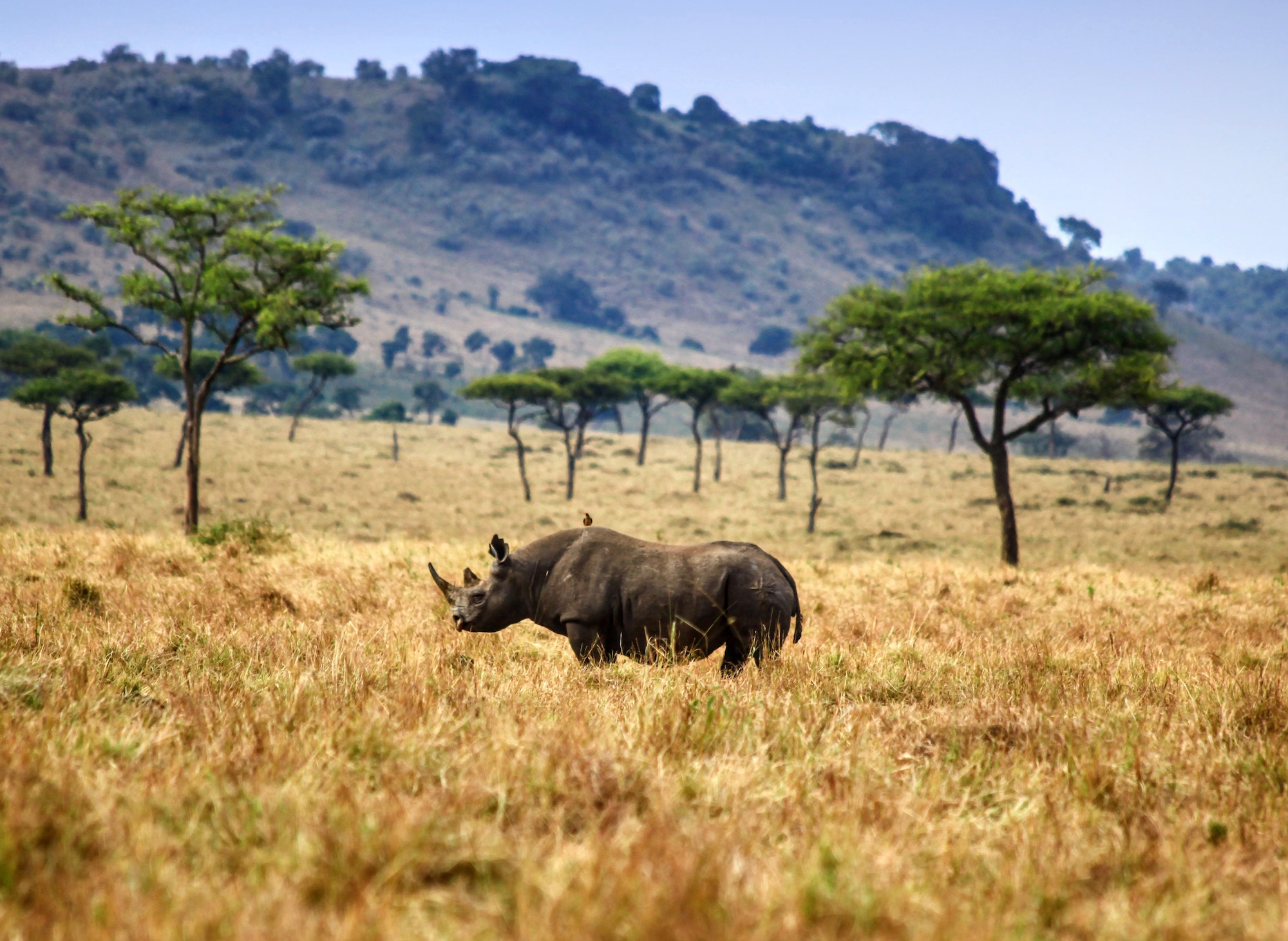 A rhino walking through yellow grass in the southern African bush