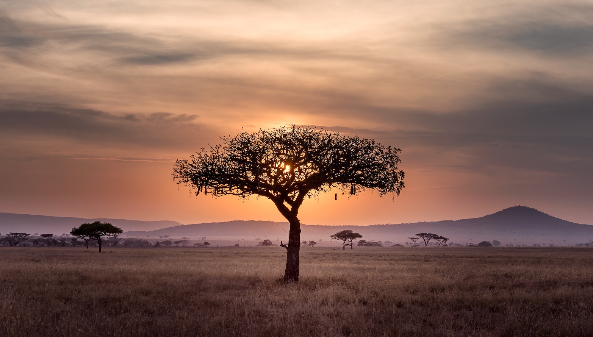 A single tree silhouetted against the sunset in Tanzania