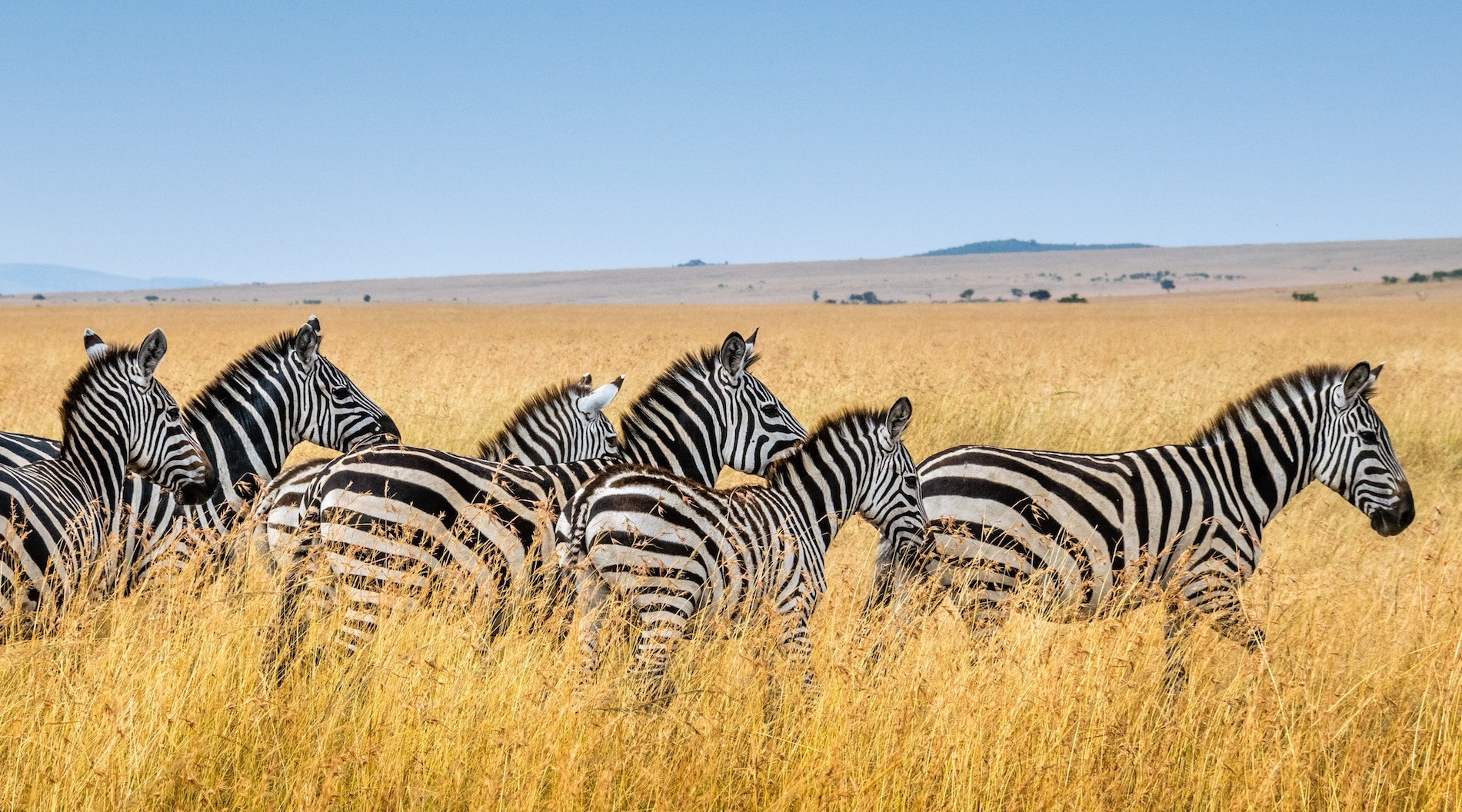 A herd of zebra in bright yellow grass