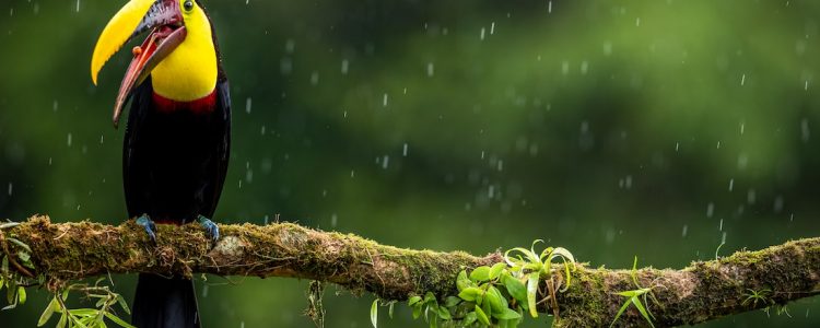 A toucan sits on a branch in light jungle rain