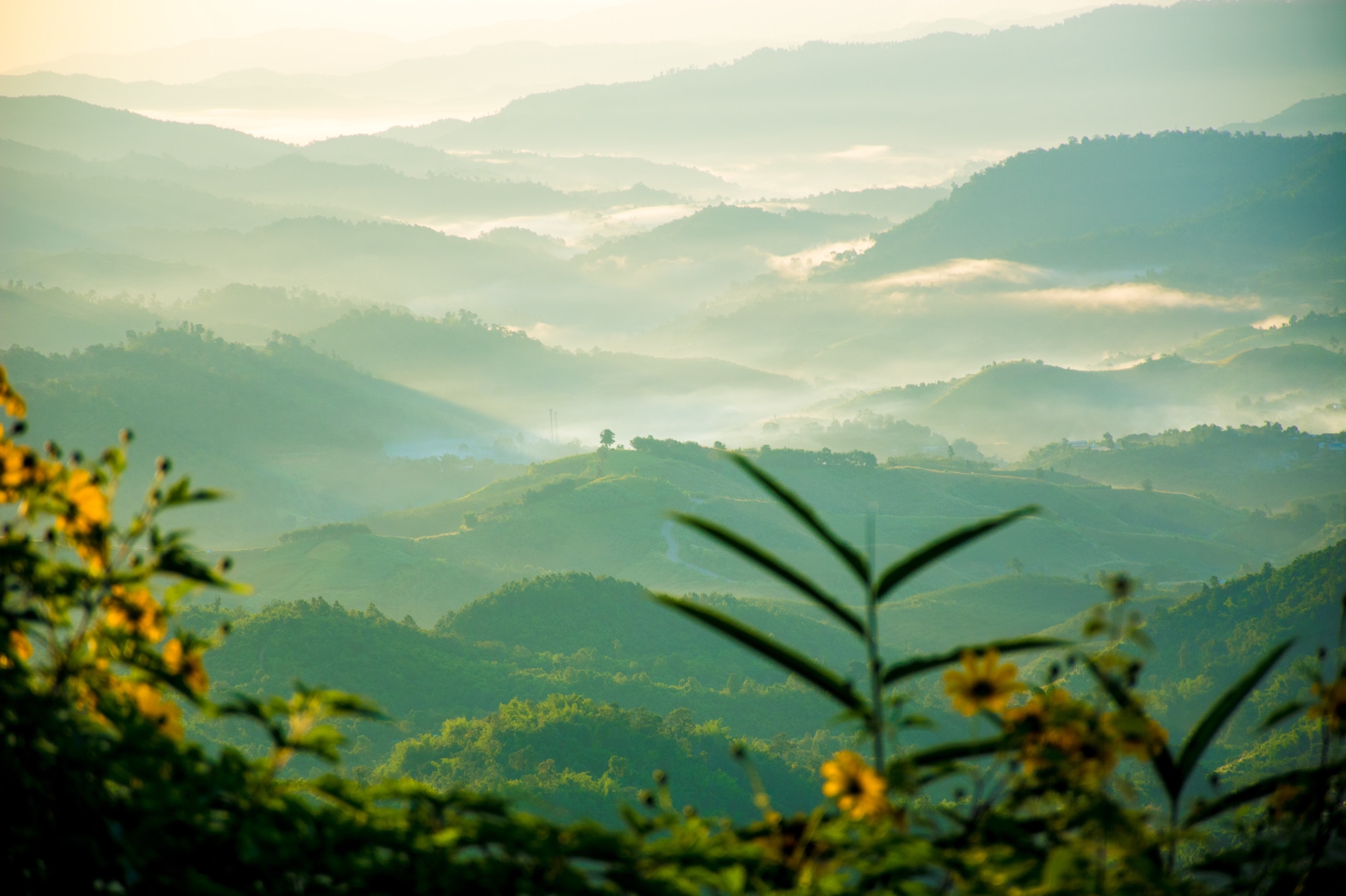 Tropical landscape at dawn with moisture clinging to the tops of the trees